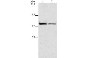 Western Blot analysis of HepG2 and hela cell using NFE2L1 Polyclonal Antibody at dilution of 1:280 (NFE2L1 anticorps)