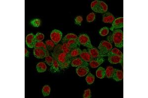 Confocal Immunofluorescence of HepG2 cells stained with Prohibitin Mouse Monoclonal Antibody (PHB/3225) labeled with CF488 (Green); Reddot is used to label the nuclei.