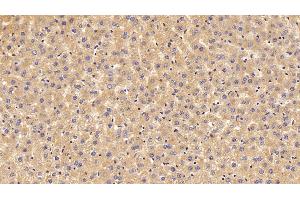 Detection of PALB in Rat Liver Tissue using Polyclonal Antibody to Prealbumin (PALB) (TTR anticorps  (AA 20-147))