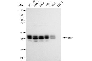 anti-BMI1 Polycomb Ring Finger Oncogene (BMI1) antibody