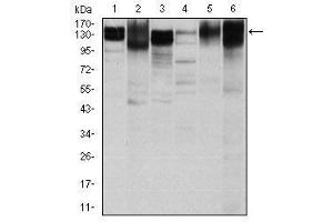 Image no. 5 for anti-Integrin beta 1 (ITGB1) antibody (ABIN1498894) (ITGB1 anticorps)