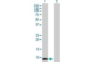 Western Blot analysis of SMR3B expression in transfected 293T cell line by SMR3B MaxPab polyclonal antibody. (SMR3B anticorps  (AA 1-79))
