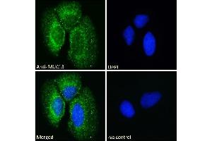 ABIN334440 Immunofluorescence analysis of paraformaldehyde fixed Caco-2 cells, permeabilized with 0. (MUC13 anticorps  (Internal Region))