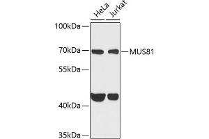 Western blot analysis of extracts of various cell lines, using MUS81 antibody (ABIN6132372, ABIN6144202, ABIN6144203 and ABIN6222560) at 1:1000 dilution. (MUS81 anticorps  (AA 1-350))