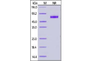 Biotinylated Human CD27 Ligand, His,Avitag,Flag Tag (active trimer) (MALS verified) on  under ing (NR) condition.
