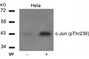 Western blot analysis of extracts from Hela cells untreated or treated with UV using c-Jun(Phospho-Thr239) Antibody. (C-JUN anticorps  (pThr239))