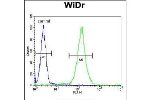 Flow cytometric analysis of WiDr cells (right histogram) compared to a negative control cell (left histogram). (FBXO34 anticorps  (C-Term))