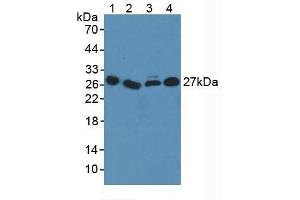 Figure. (ICOSLG anticorps  (AA 23-249))