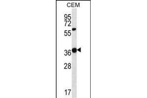 WNT16 Antibody (C-term) (ABIN657146 and ABIN2846282) western blot analysis in CEM cell line lysates (35 μg/lane). (WNT16 anticorps  (C-Term))
