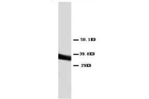 Western blot analysis of Hela cell lysis using Annexin V antibody (Annexin V anticorps  (C-Term))
