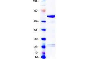Validation with Western Blot (BRAF Protein (Myc-DYKDDDDK Tag))