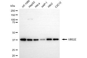 Western blotting analysis using UBE2Z antibody (ABIN7800755). (UBE2Z anticorps)