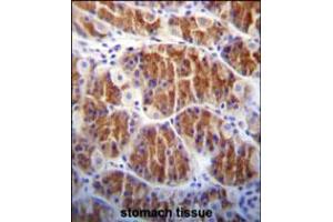 Cdc14 Antibody immunohistochemistry analysis in formalin fixed and paraffin embedded human stomach tissue followed by peroxidase conjugation of the secondary antibody and DAB staining.