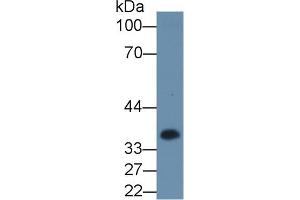 Detection of CSN1 in Hela cell lysate using Polyclonal Antibody to Casein Alpha (CSN1) (Casein alpha S1 anticorps  (AA 16-313))