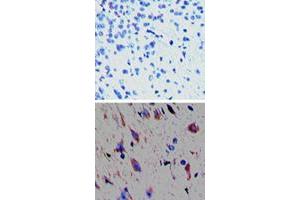 Immunohistochemical analysis of TAAR1 in paraffin-embedded formalin-fixed mouse brain tissue. (TAAR1 anticorps  (AA 200-230))