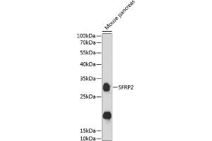 Western blot analysis of extracts of mouse pancreas, using SFRP2 antibody  at 1:3000 dilution. (SFRP2 anticorps  (AA 141-295))