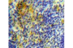 Used in DAB staining on fromalin fixed paraffin-embedded Spleen tissue (PLA2G7 anticorps  (AA 22-444))