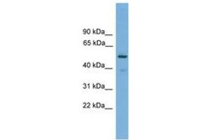 Image no. 1 for anti-Tripartite Motif Containing 38 (TRIM38) (AA 287-336) antibody (ABIN6745631) (TRIM38 anticorps  (AA 287-336))