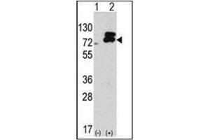 Western blot analysis of Autophagy ATG7 (C-term) in 293 cell line lysates transiently transfected with the ATG7 gene (2 µg/Lane). (ATG7 anticorps  (C-Term))