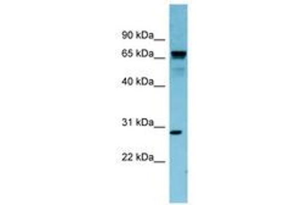 RASL12 anticorps  (N-Term)
