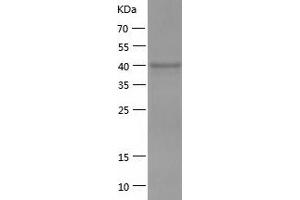 Western Blotting (WB) image for Enolase 1 (ENO1) (AA 2-433) protein (His tag) (ABIN7122786) (ENO1 Protein (AA 2-433) (His tag))