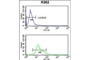 Flow cytometry analysis of K562 cells (bottom histogram) compared to a negative control cell (top histogram). (TRIP13 anticorps  (N-Term))