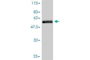 Western Blot detection against Immunogen (53.