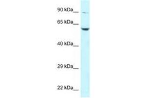 Image no. 1 for anti-Polo-Like Kinase 2 (PLK2) (AA 261-310) antibody (ABIN6747732)