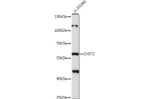 Western blot analysis of extracts of U-251MG cells, using CHST2 antibody (ABIN7266067) at 1:1000 dilution.
