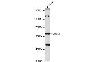 Western blot analysis of extracts of U-251MG cells, using CHST2 antibody (ABIN7266067) at 1:1000 dilution. (CHST2 anticorps  (AA 231-530))