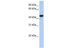 IDH1 antibody used at 1 ug/ml to detect target protein. (IDH1 anticorps)