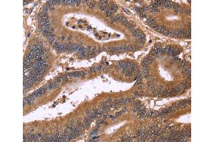 Immunohistochemistry (IHC) image for anti-Cell Division Cycle 37-Like 1 (CDC37L1) antibody (ABIN2429747) (CDC37L1 anticorps)