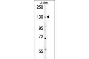 EHMT2 Antibody (N-term) (ABIN651717 and ABIN2840372) western blot analysis in Jurkat cell line lysates (15 μg/lane). (EHMT2 anticorps  (N-Term))