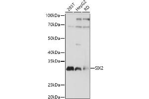 Western blot analysis of extracts of various cell lines, using SIX2 antibody (ABIN7270329) at 1:1000 dilution. (SIX2 anticorps  (C-Term))