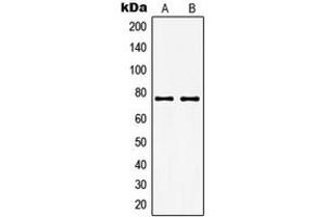 Western blot analysis of GUCY1A3 expression in THP1 (A), KNRK (B) whole cell lysates. (GUCY1A1 anticorps  (Center))
