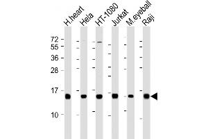 All lanes : Anti-HIST3H2A Antibody (N-term) at 1:2000 dilution Lane 1: human heart lysate Lane 2: Hela whole cell lysate Lane 3: HT-1080 whole cell lysate Lane 4: Jurkat whole cell lysate Lane 5: mouse eyeball lysate Lane 6: Raji whole cell lysate Lysates/proteins at 20 μg per lane.