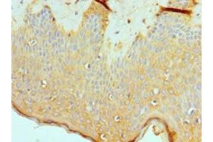 Immunohistochemistry of paraffin-embedded human skin tissue using ABIN7160711 at dilution of 1:100 (ASMTL anticorps  (AA 1-290))