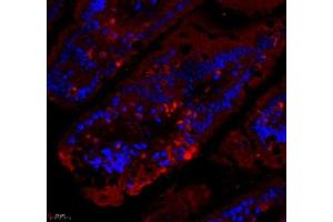 Immunofluorescence of paraffin embedded mouse small intestine using DCR3 (ABIN7076071) at dilution of 1: 700 (400x lens)