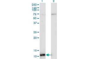 Western Blot analysis of ERH expression in transfected 293T cell line by ERH monoclonal antibody (M14), clone 4A10.