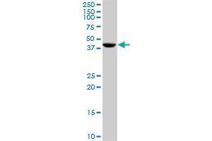 CANT1 MaxPab rabbit polyclonal antibody. (CANT1 anticorps  (AA 1-401))