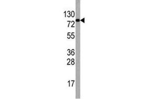 Western blot analysis of EIF4B antibody and HepG2 lysate.