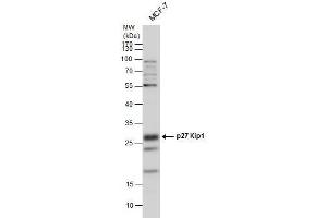 WB Image p27 Kip1 antibody detects p27 Kip1 protein by western blot analysis. (CDKN1B anticorps)