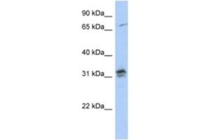 Western Blotting (WB) image for anti-H1 Histone Family, Member O, Oocyte-Specific (H1FOO) antibody (ABIN2463933) (H1FOO anticorps)