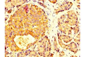 IHC image of ABIN7160496 diluted at 1:200 and staining in paraffin-embedded human pancreatic tissue performed on a Leica BondTM system.