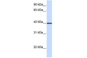 Glycoprotein 2 antibody used at 1 ug/ml to detect target protein.