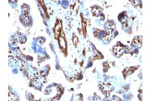 Formalin-fixed, paraffin-embedded human Placenta stained with Moesin Mouse Monoclonal Antibody (MSN/491).