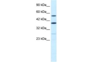 Western Blotting (WB) image for anti-A Kinase (PRKA) Anchor Protein 17A (AKAP17A) antibody (ABIN2460894) (SFRS17A anticorps)