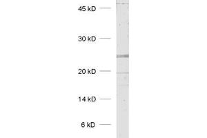dilution: 1 : 1000, sample: rat placenta homogenate (KDELR1 anticorps  (AA 192-212))