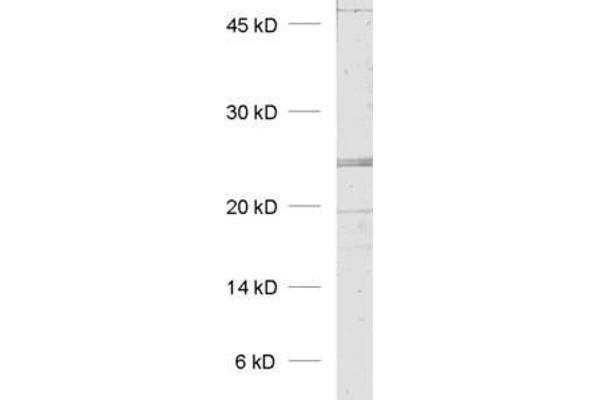 KDELR1 antibody  (AA 192-212)