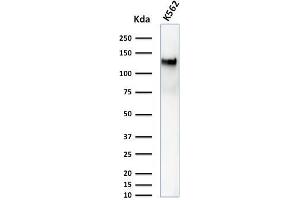 Western Blot Analysis of K562 cell lysate using CD43 Mouse Monoclonal Antibody (DF-T1). (CD43 anticorps)